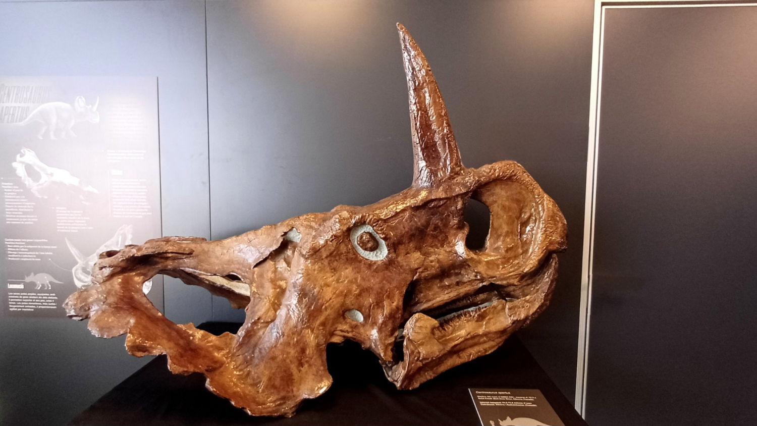 Colección de Miquel Crusafont en el Museo del Instituto Catalán de Paleontología.