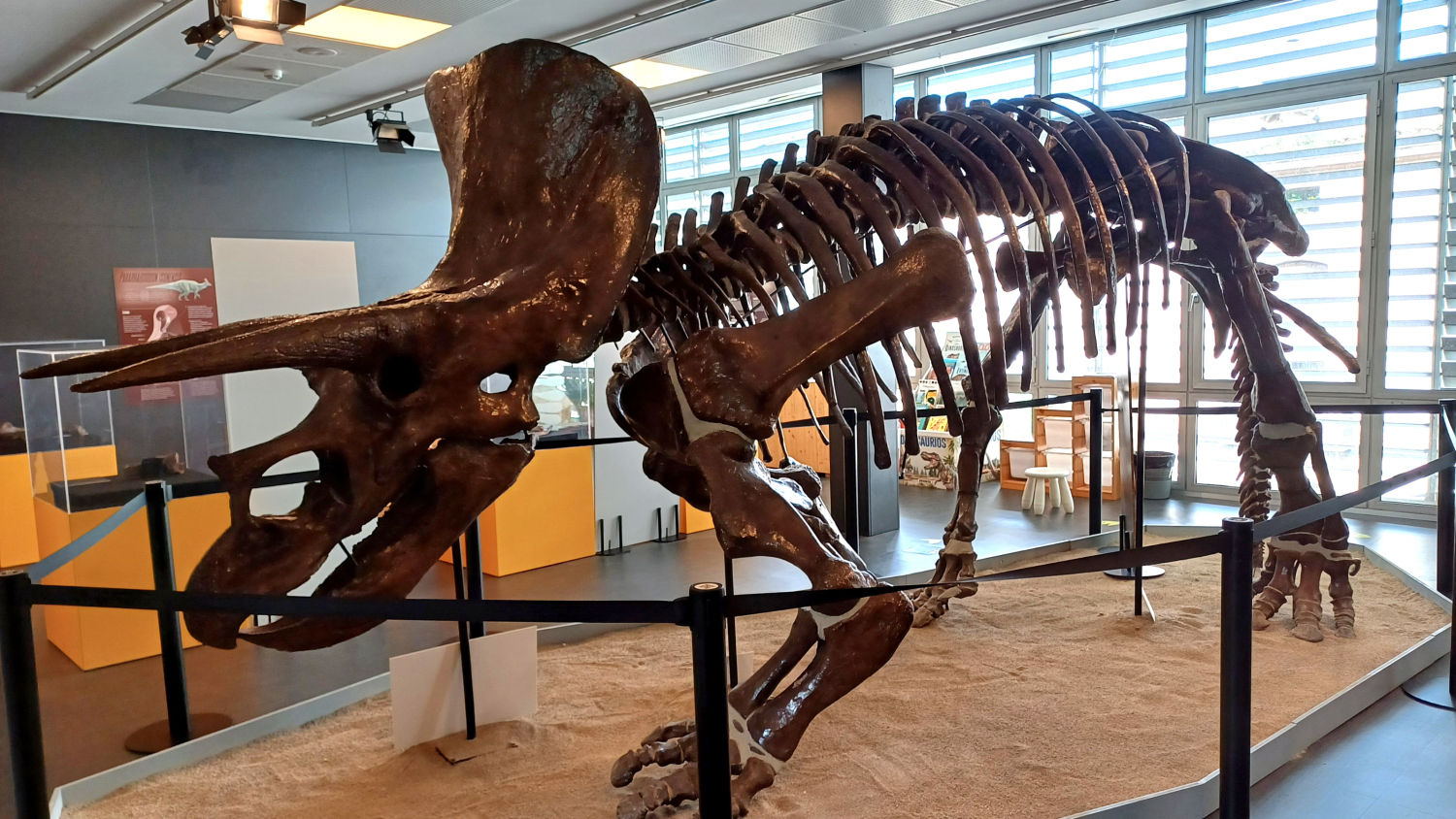 Fósil en el Museo del Instituto Catalán de Paleontología.