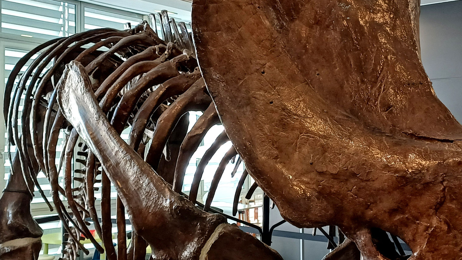 Muestra de la colección de Miquel Crusafont en el Museo del Instituto Catalán de Paleontología.