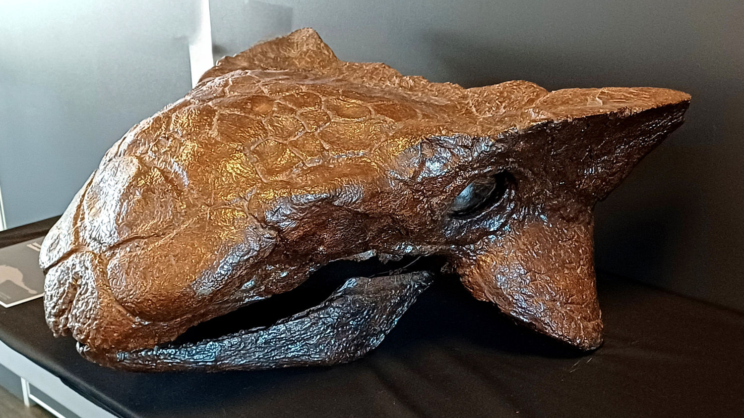 Restos fósiles del museo.