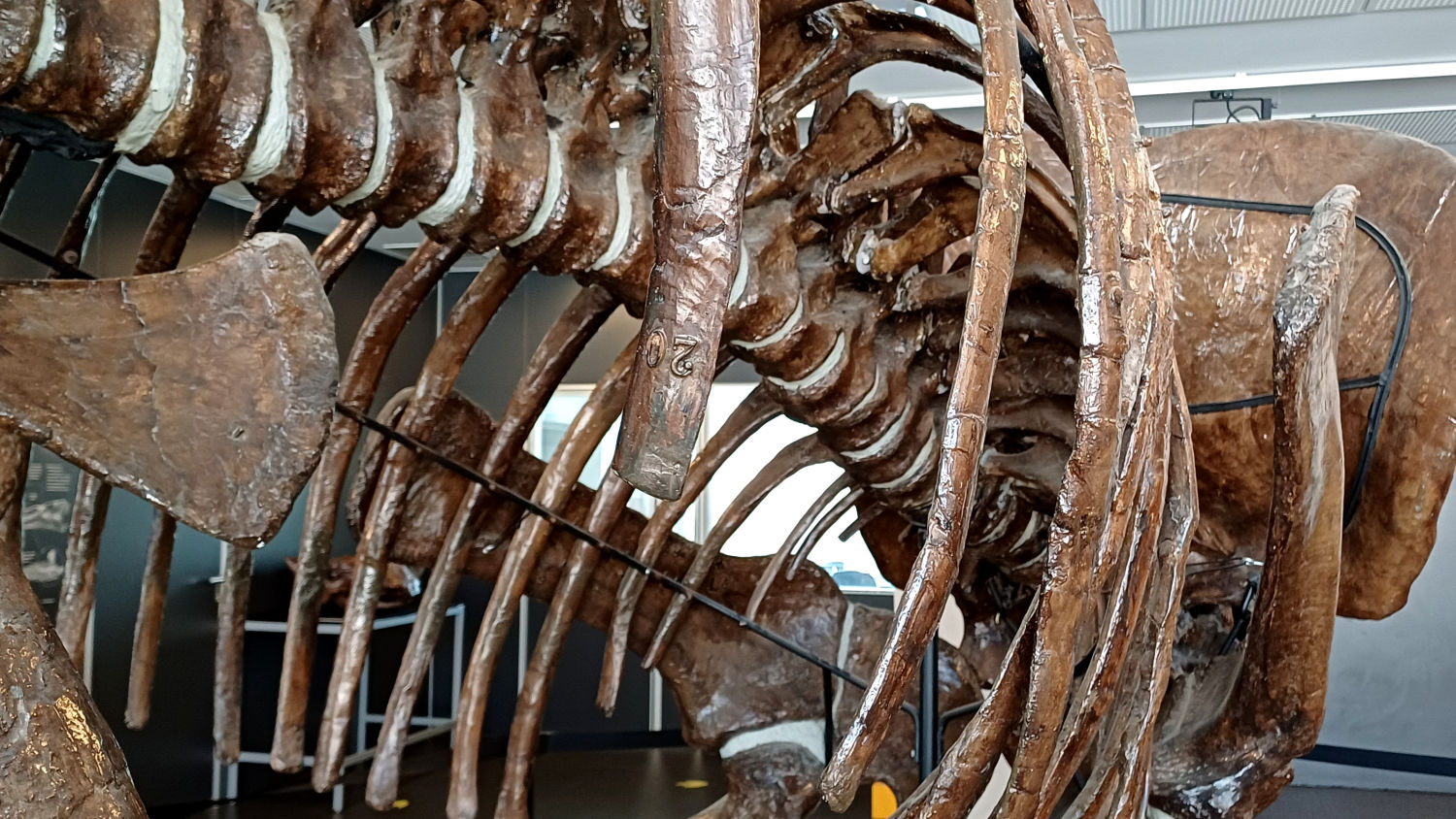 Miquel Crusafont ha trabajado en importantes excavaciones paleontológicas a lo largo de su vida.