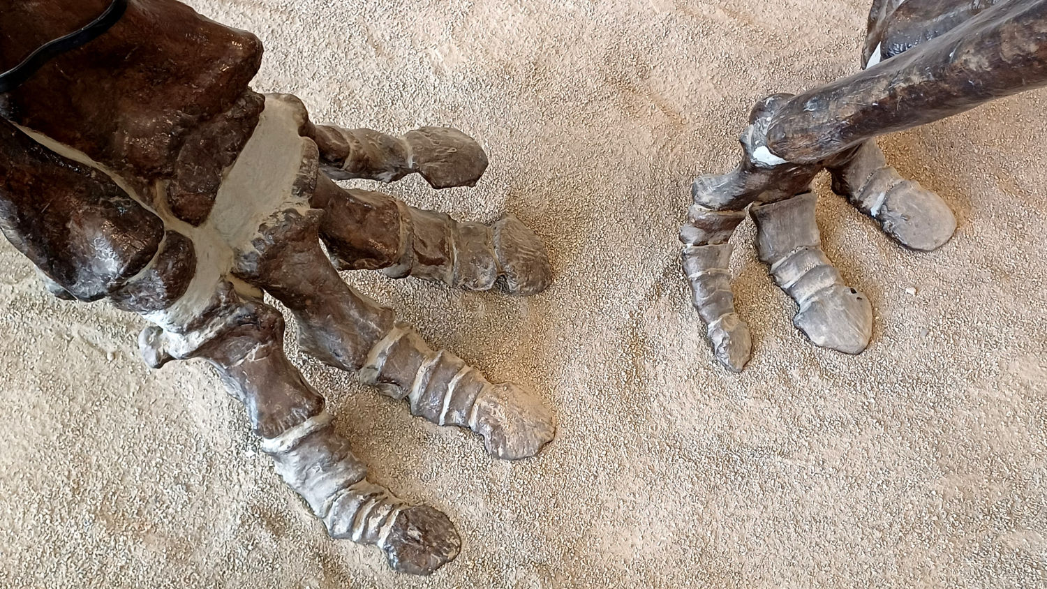 El Instituto Catalán de Paleontología Miquel Crusafont es una gran referencia internacional.