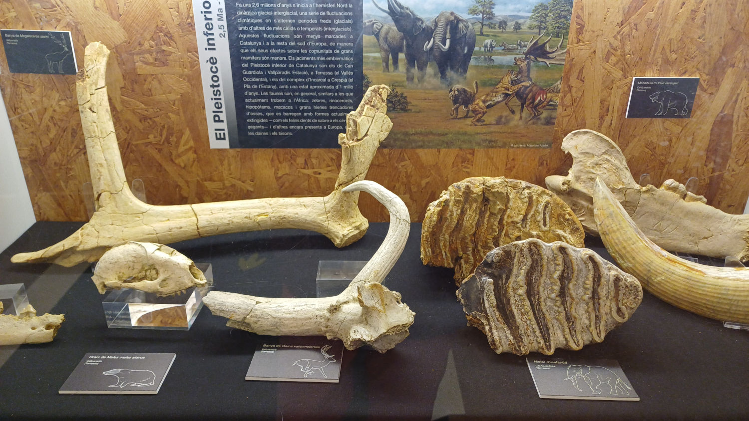 Restos fósiles en el museo.