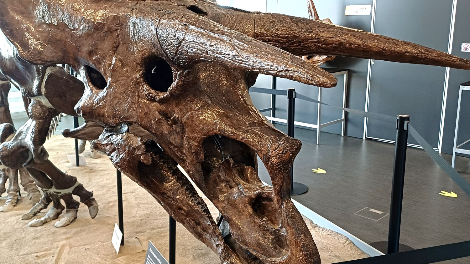 Miquel Crusafont es un gran referente de la paleontología.