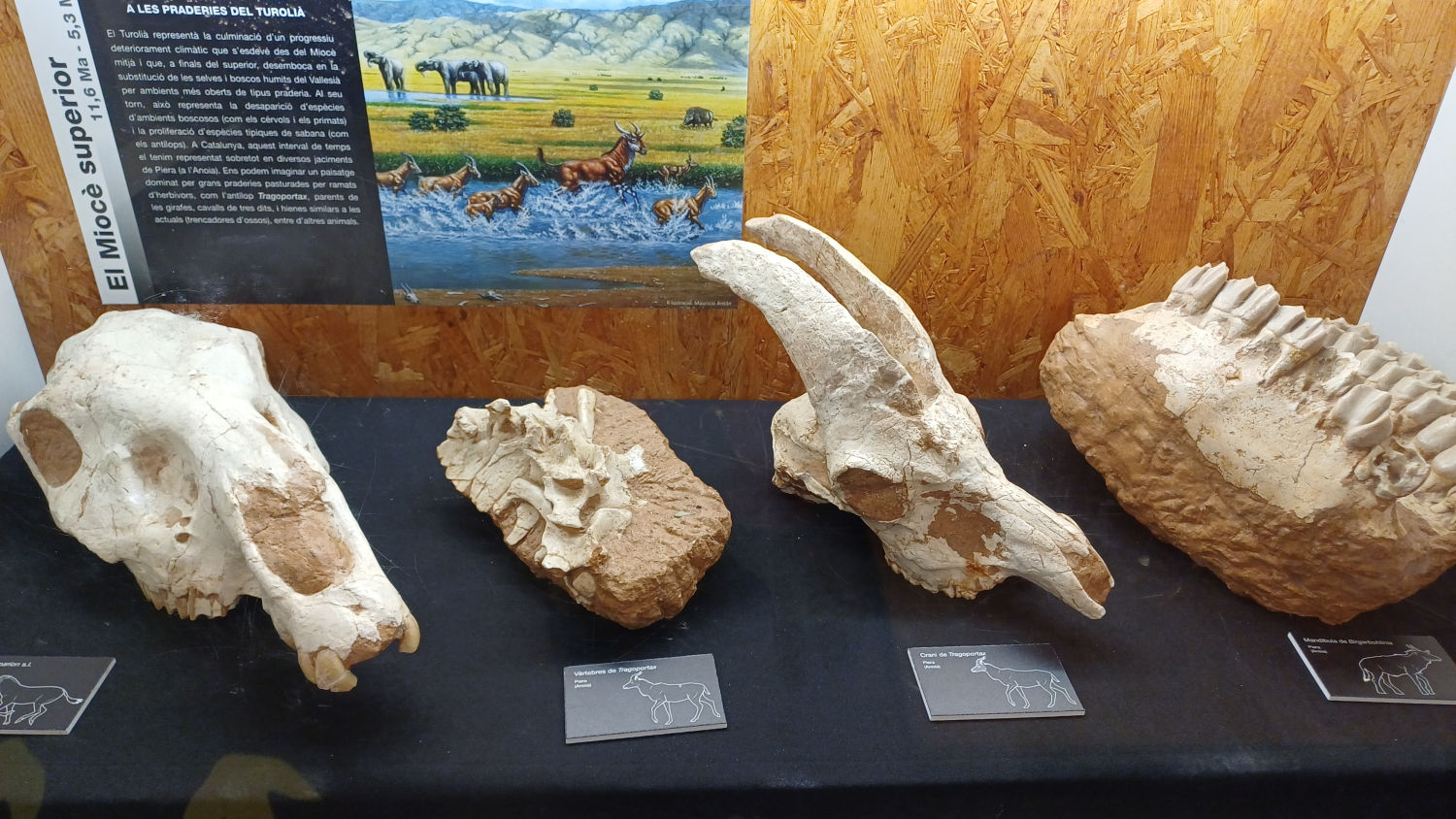 El Museo del Instituto Catalán de Paleontología se encuentra en Sabadell.