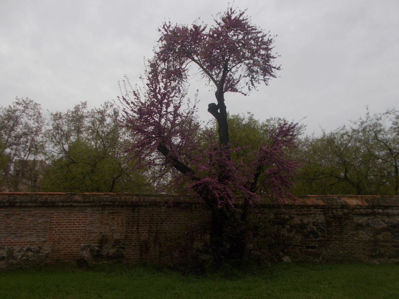 Árbol del amor en la Quinta de Torre Arias.