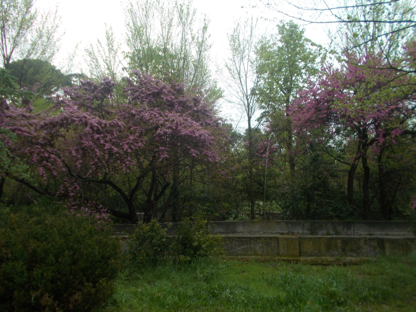 Varios árboles del amor en la Quinta de Torre Arias.