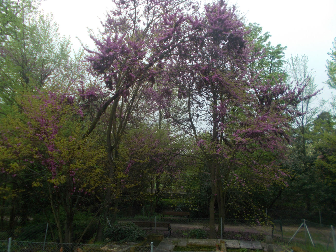 Árbol del amor luciendo su flor en la Quinta de Torre Arias.