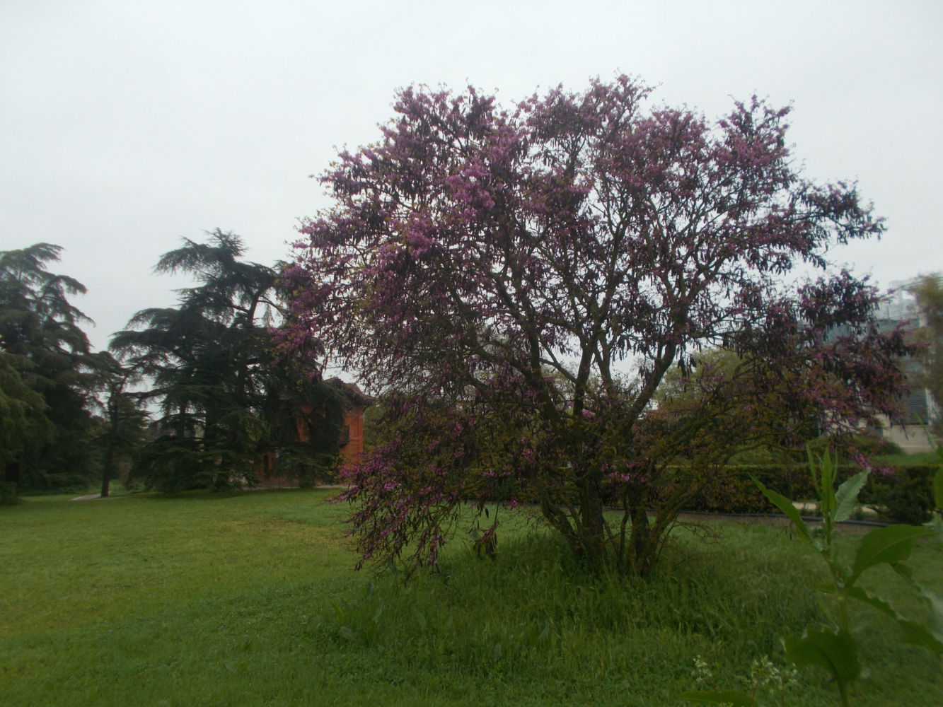 Primavera del árbol del amor en la Quinta de Torre Arias.