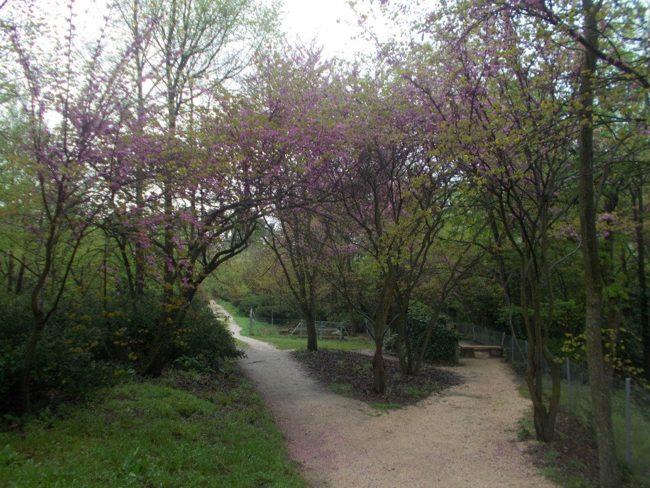Cruce de caminos del árbol del amor en la Quinta de Torre Arias.