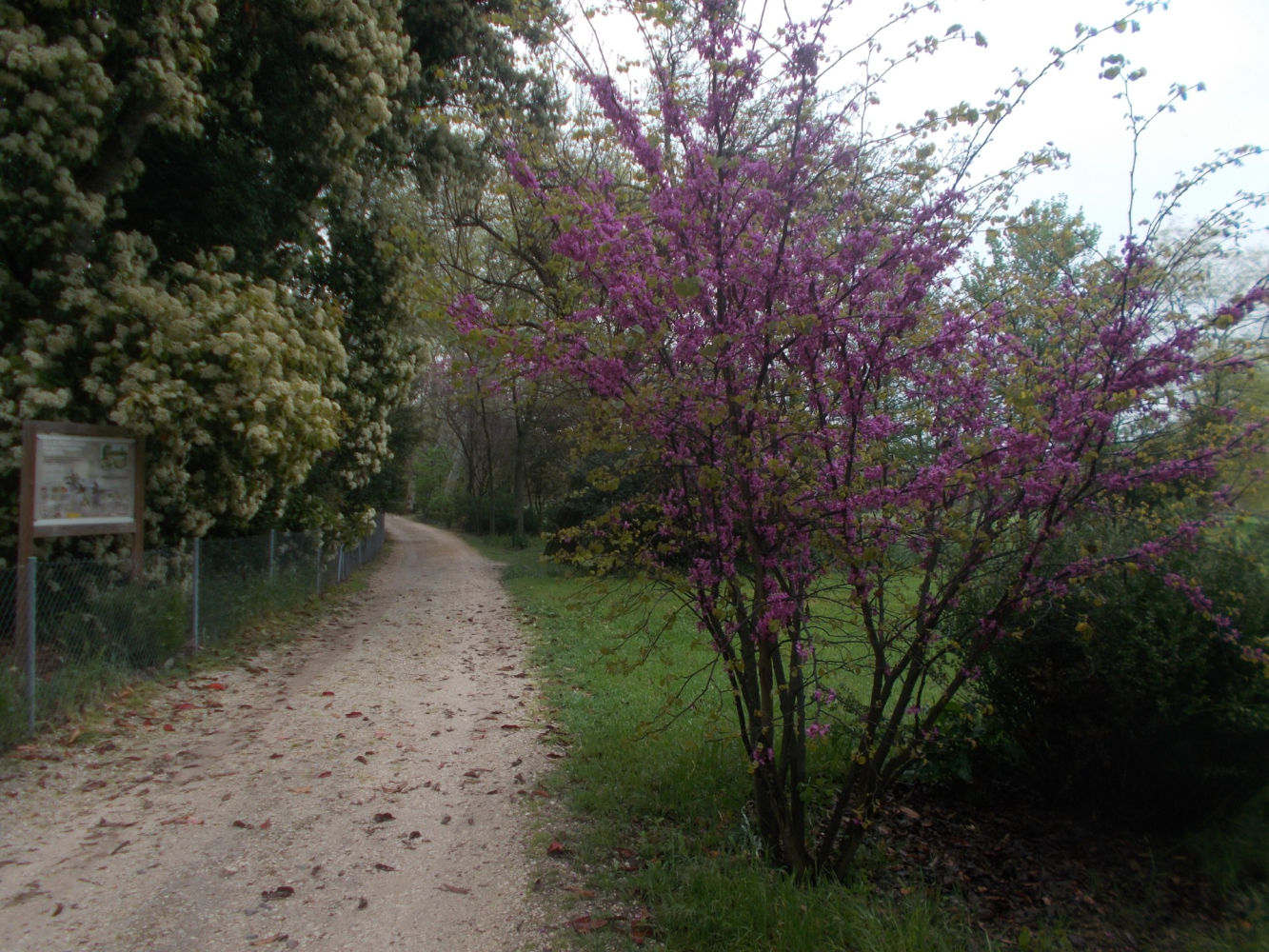 Árbol del amor junto al camino en la Quinta de Torre Arias.