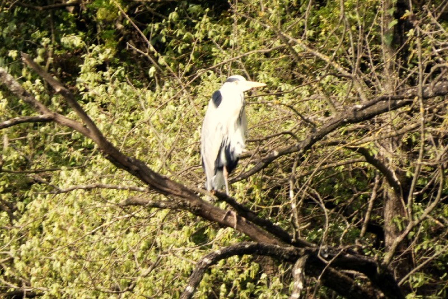 Garza real junto al Ter.
