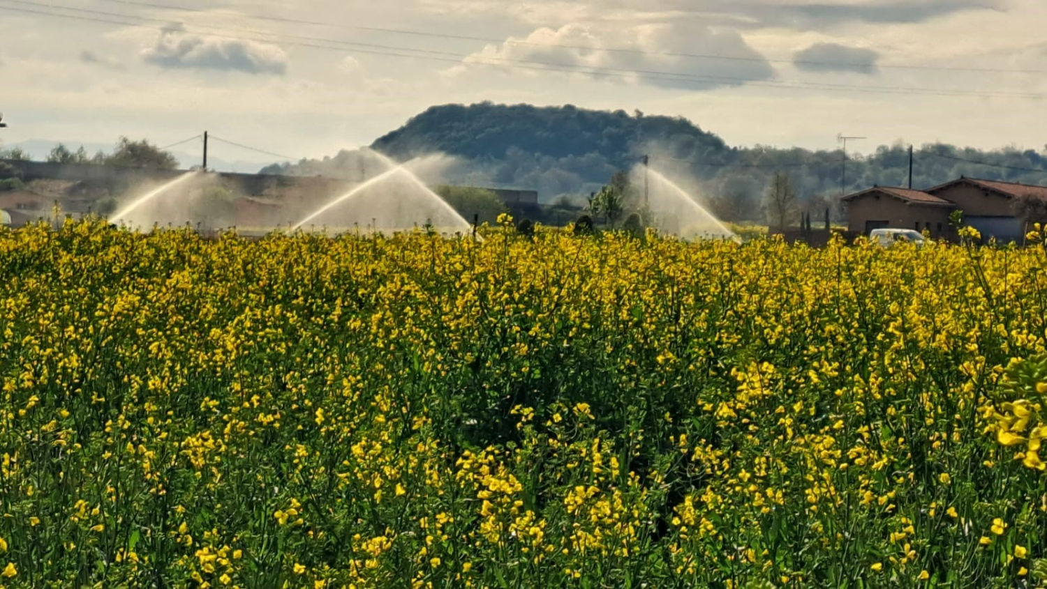 Campo de colza junto al Ter.