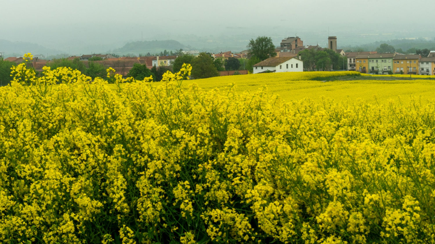 La colza destaca en el paisaje de Manlleu.