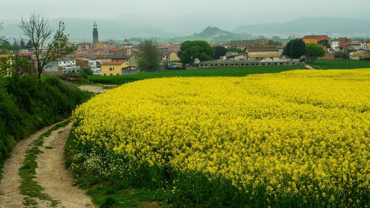 Camino entre colza en Manlleu.
