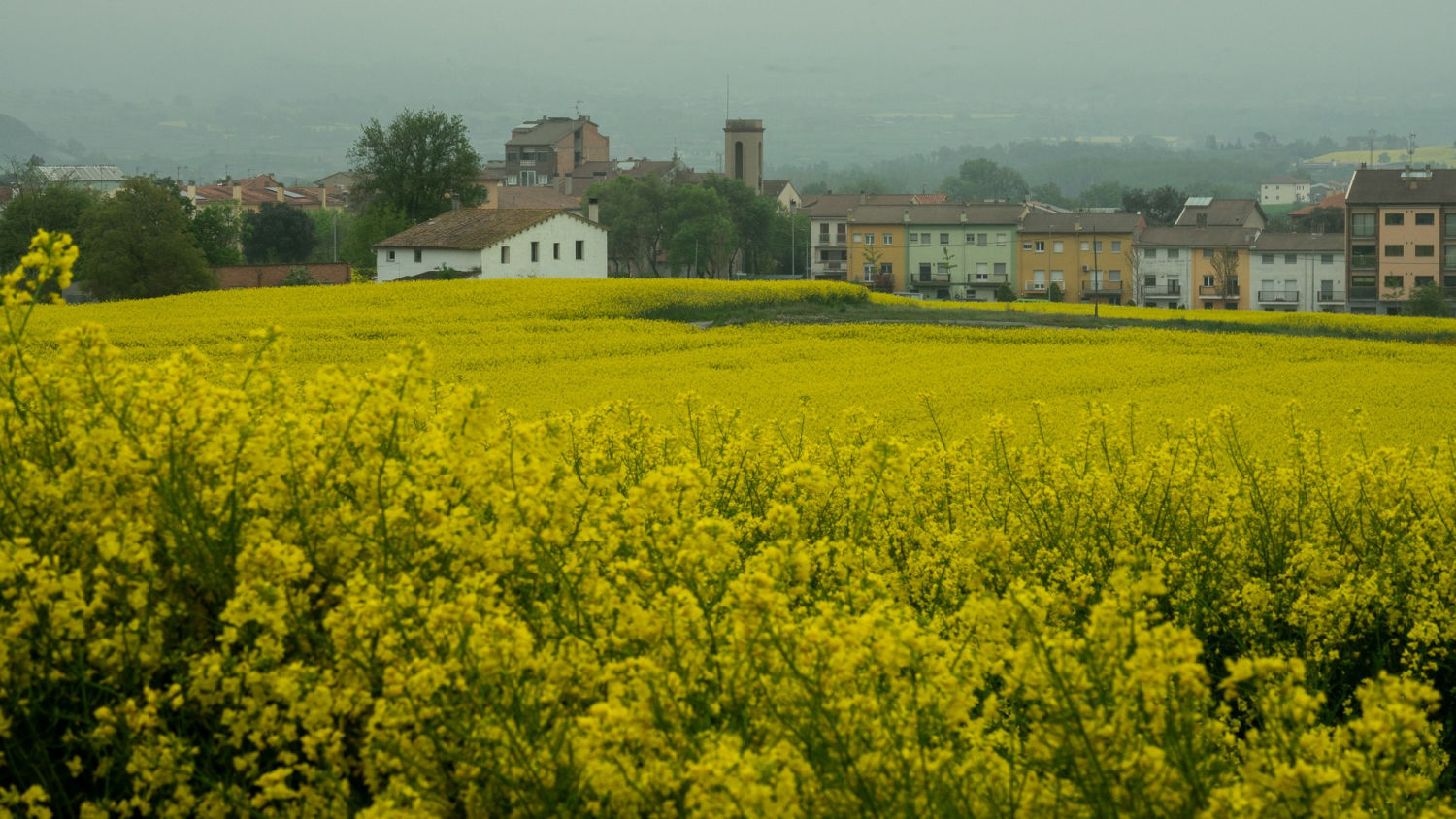 Amarillo primavera en Manlleu.