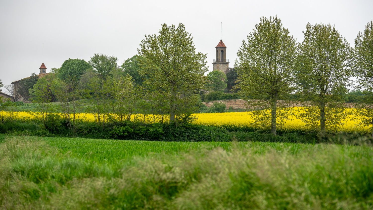 El amarillo destaca entre el verde, en Manlleu.
