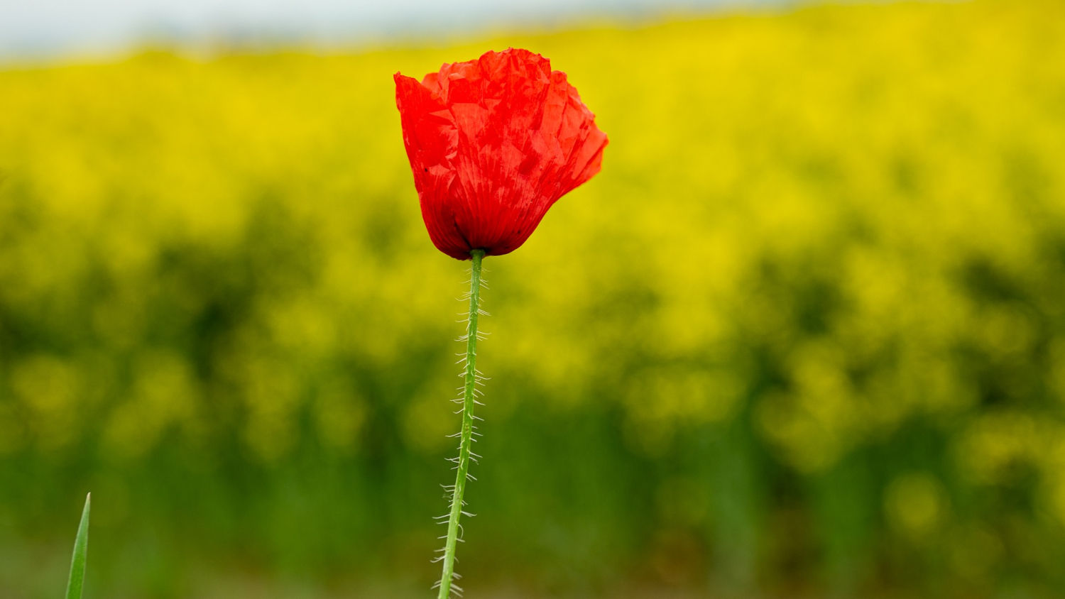 Amapola roja sobre el amarillo, en Manlleu.