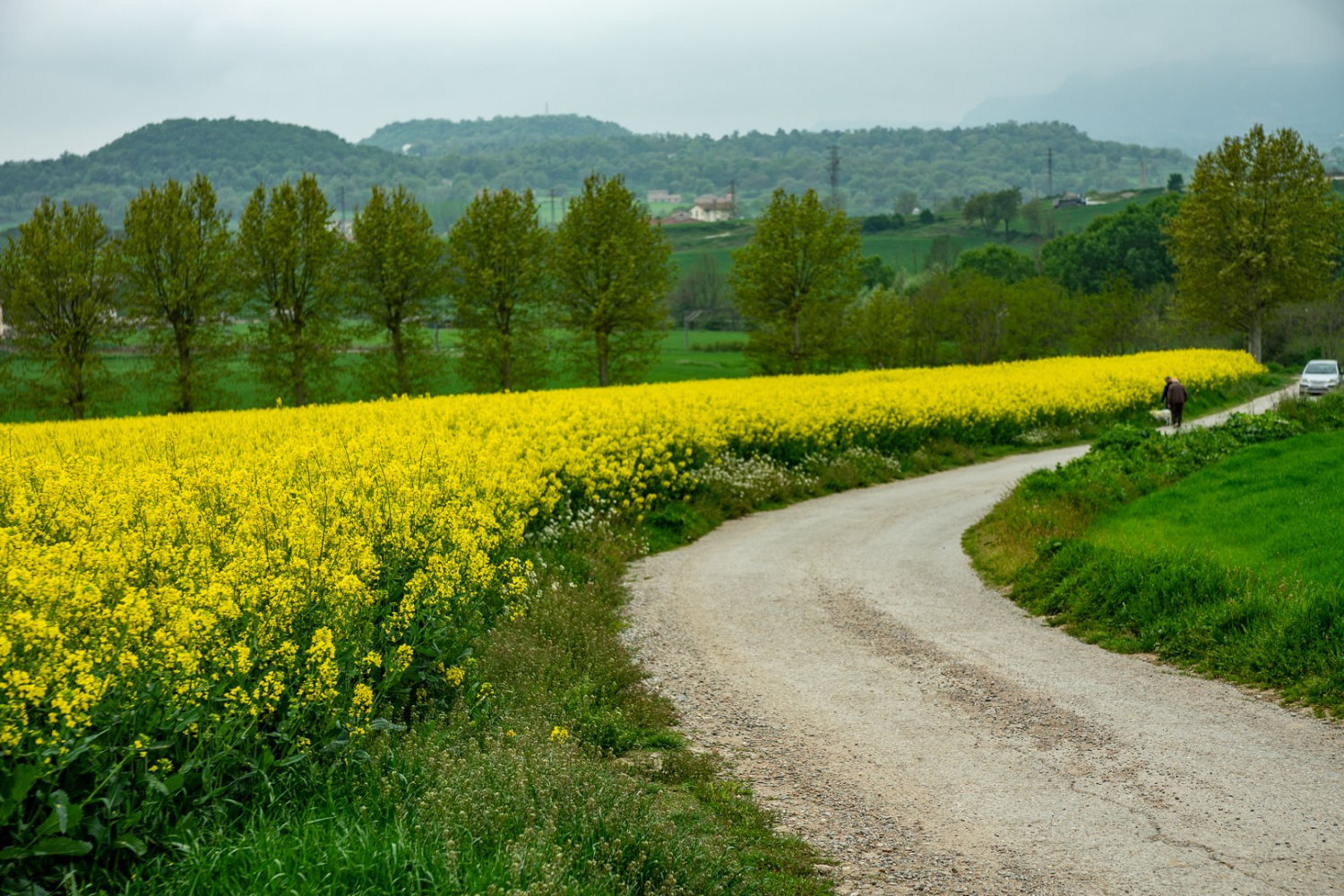 Camino primaveral, en Manlleu.