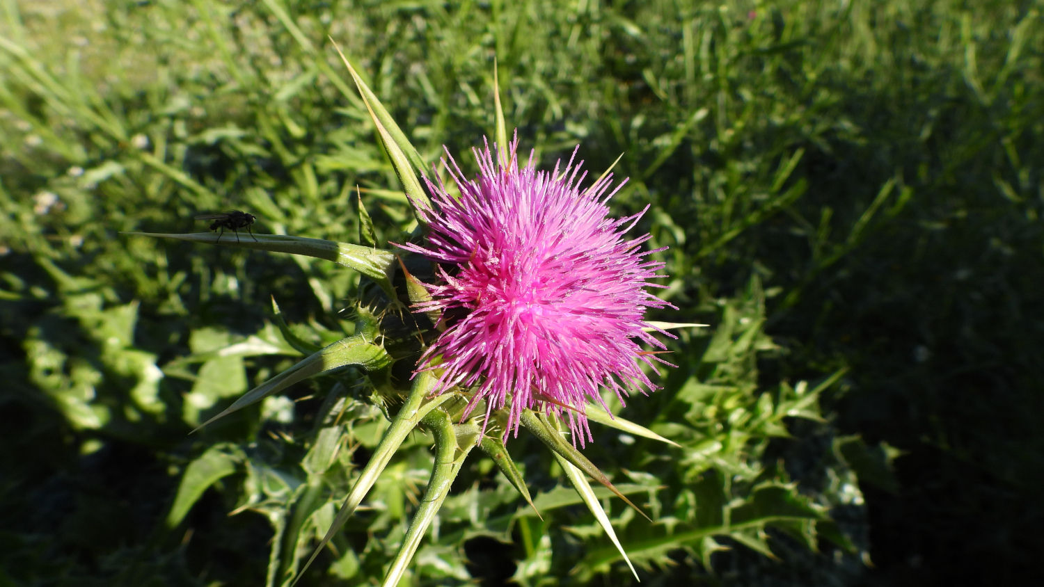 Una card marià es una de las especies que puedes encontrar.