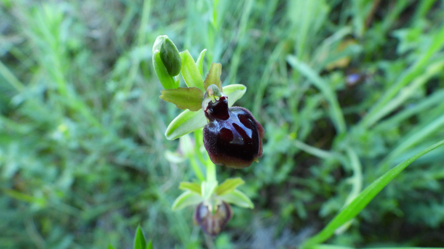 Una curiosa orquídea araña.