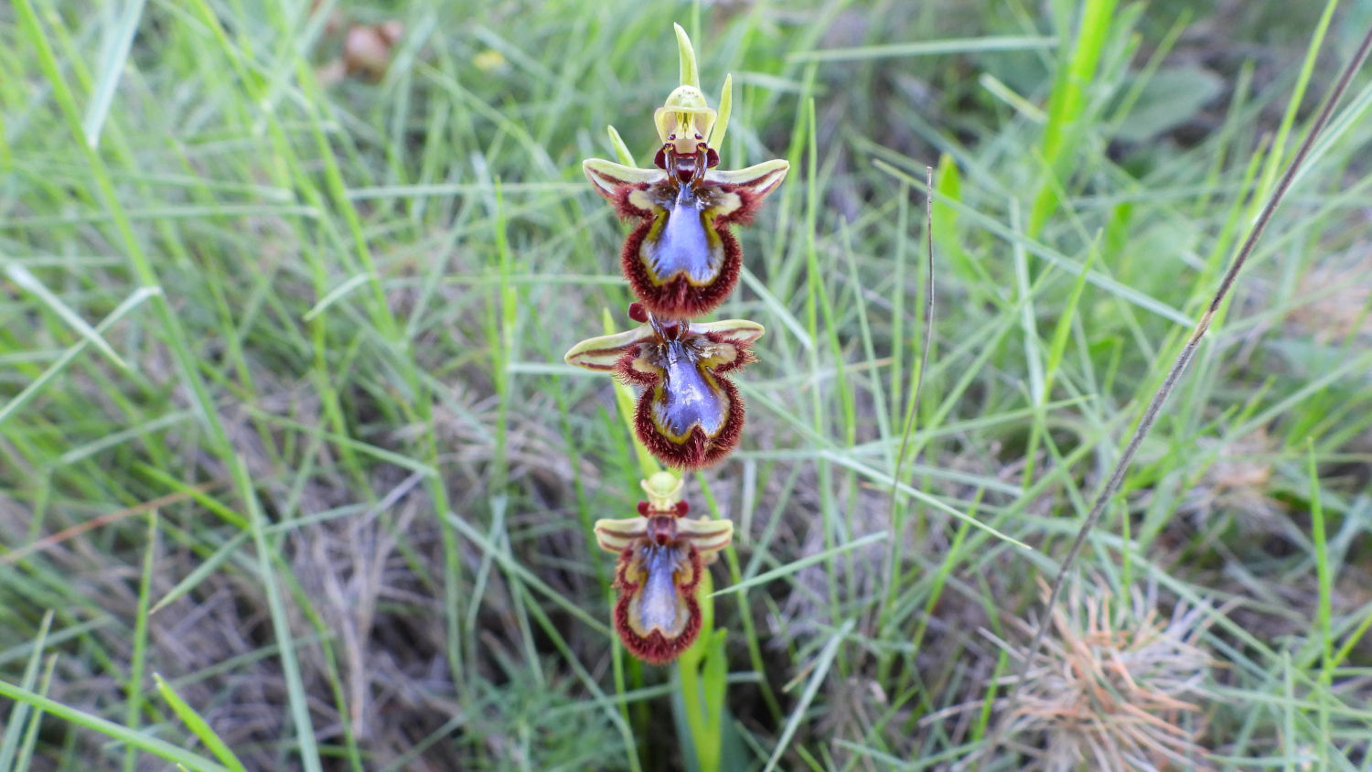 La orquídea abeja en medio de los campos de Altet.