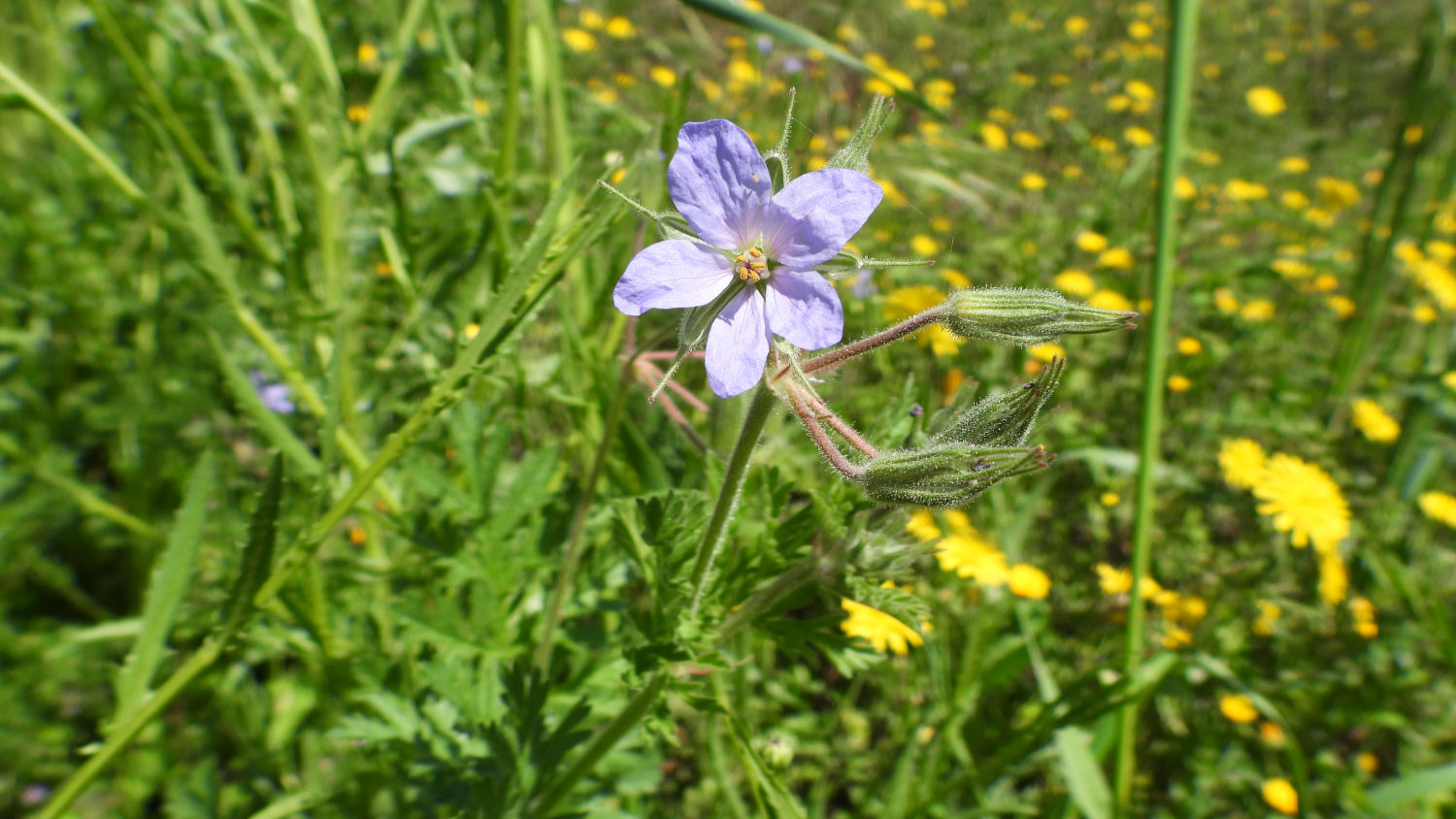 La filamaria se encuentra habitualmente en los laterales de los caminos.