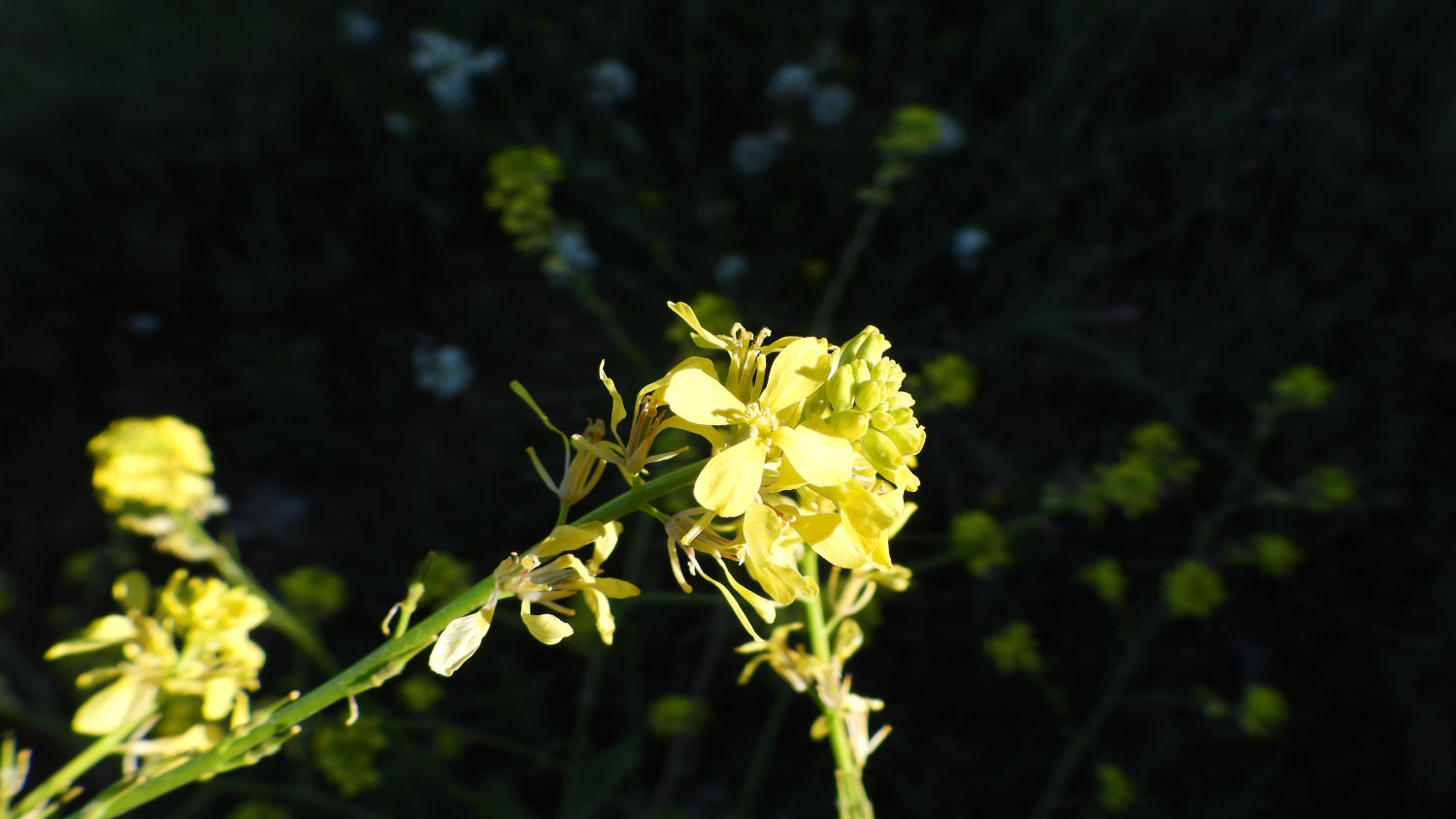 El Ravenell brilla con el sol en Altet.