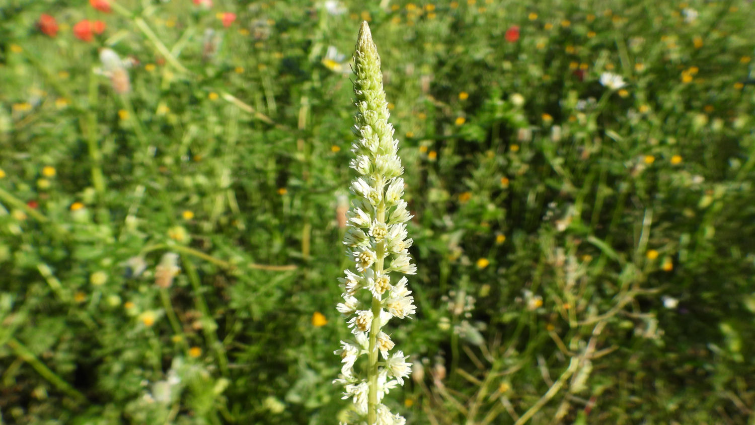También es común encontrarse a una reseda blanca.