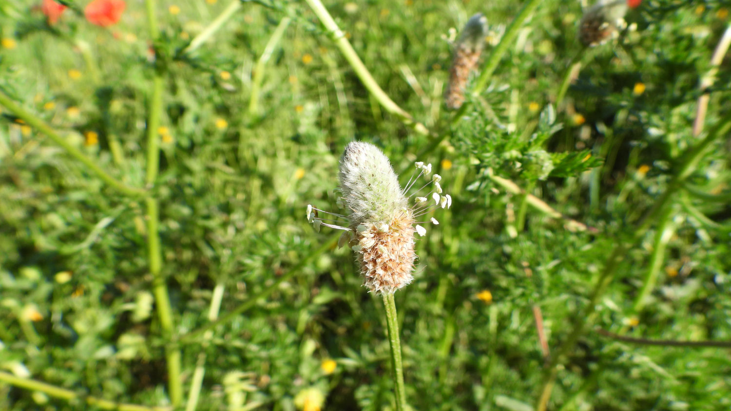 Esta especie recibe el nombre de pie de liebre.