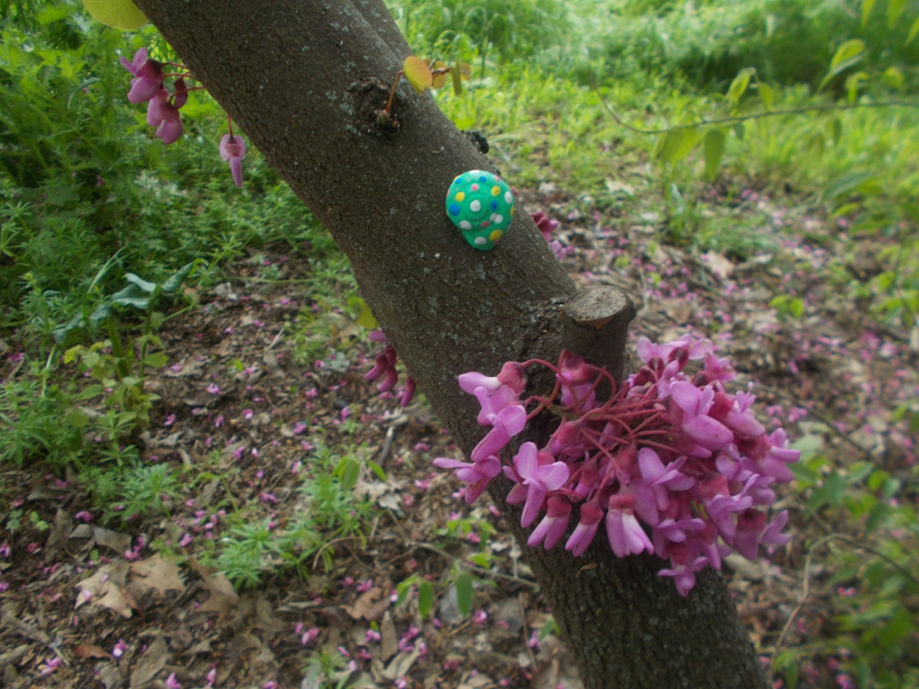 Caracol de colores en un tronco en la Quinta de Torre Arias.