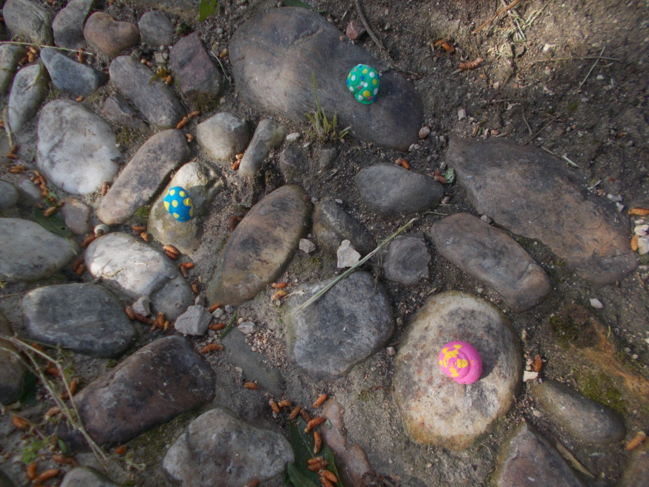 Caracoles de colores sobre las piedras.
