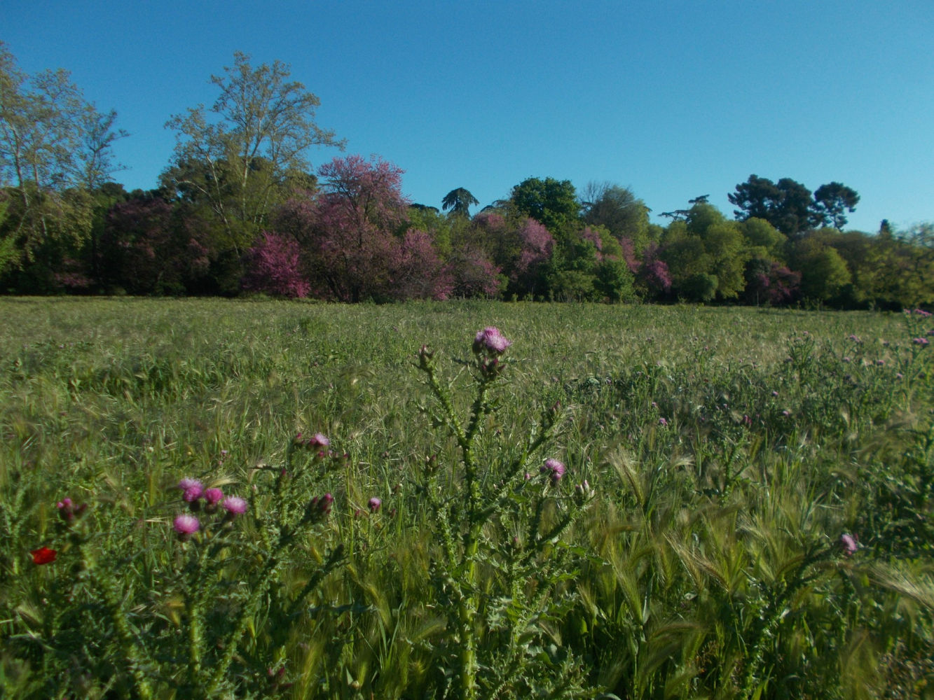 La salvaje belleza de las espigas de la Quinta de Torre Arias de Madrid.