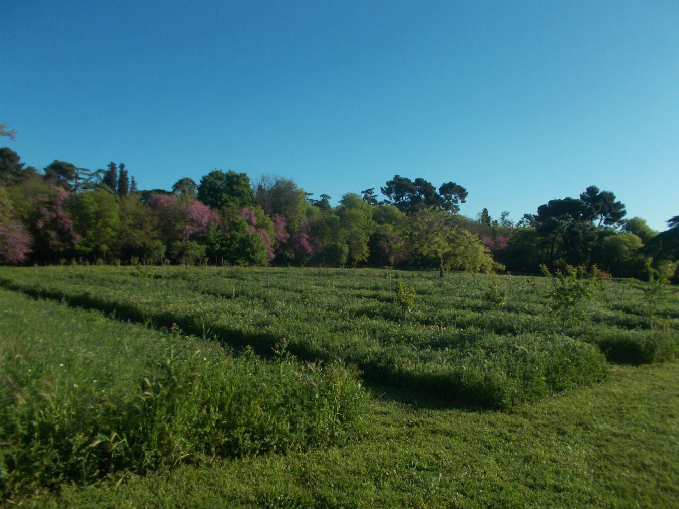 La ordenada belleza de las espigas.