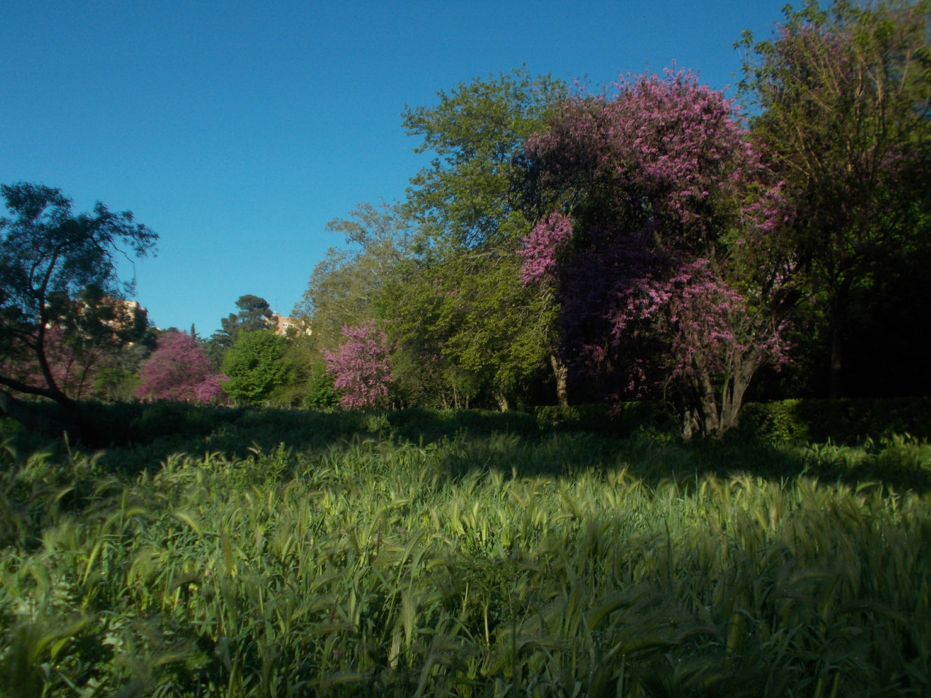 Espigas en el parque de la Quinta de Torre Arias de Madrid.