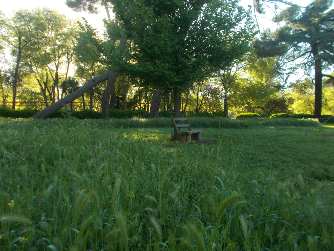 La belleza de las espigas en la Quinta de Torre Arias de Madrid.