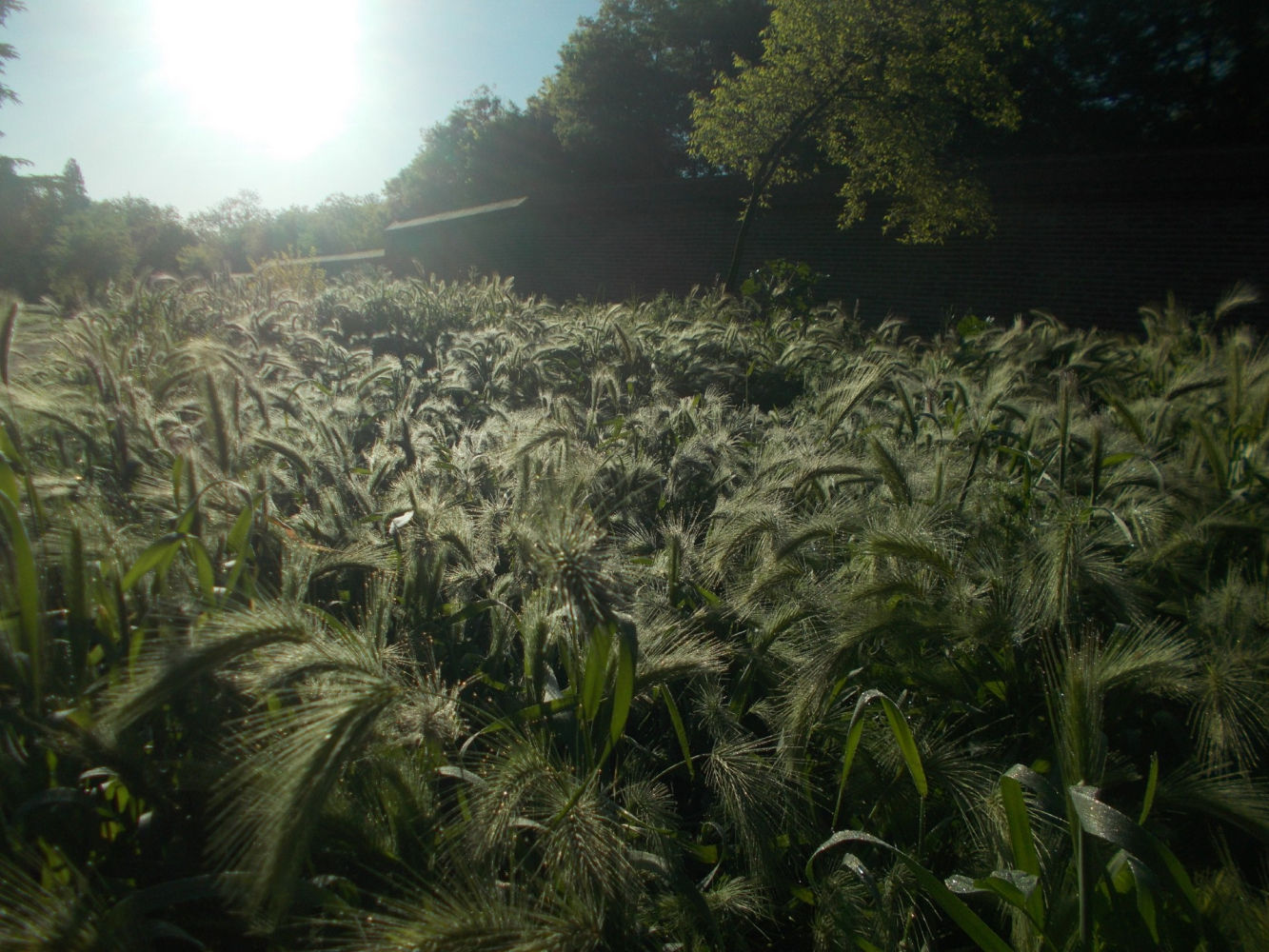 La salvaje belleza de las espigas.
