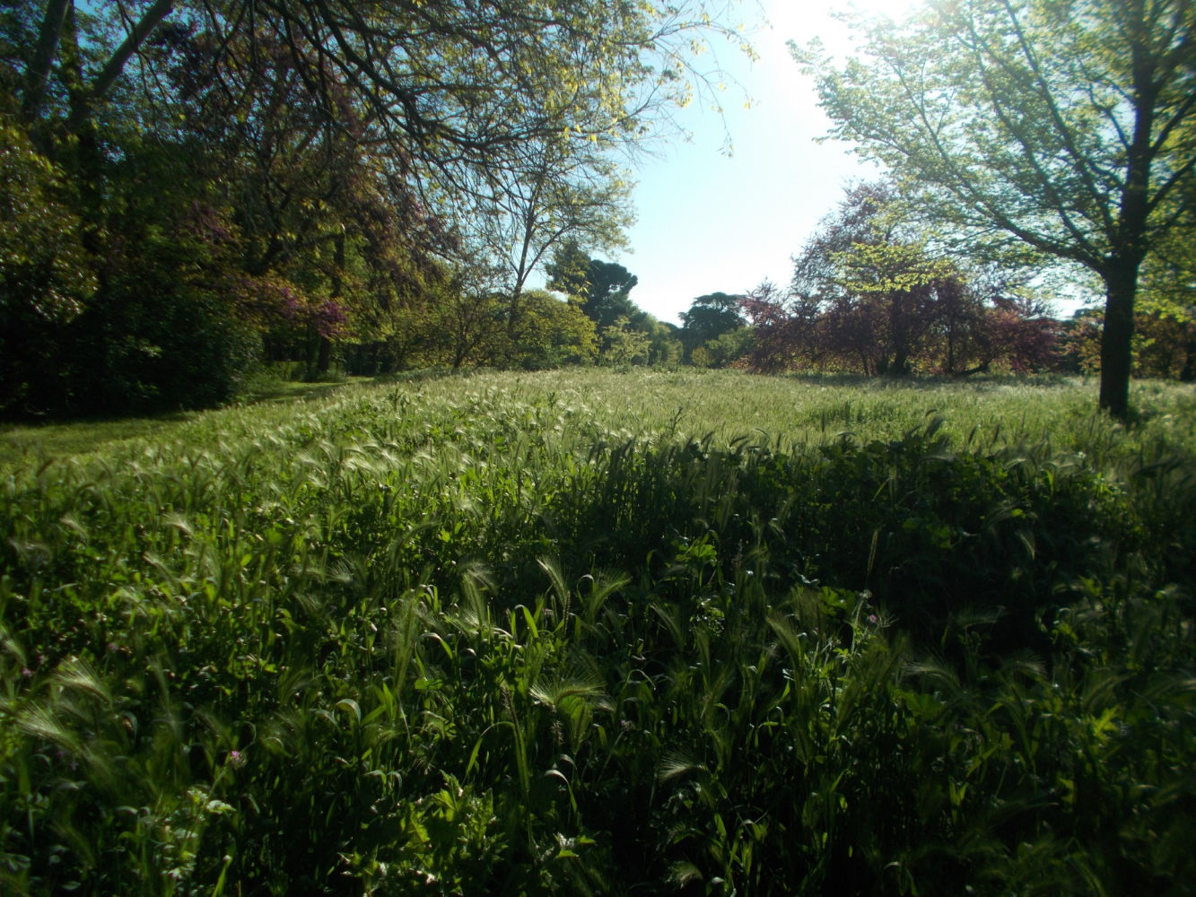 Espigas de la Quinta de Torre Arias de Madrid.
