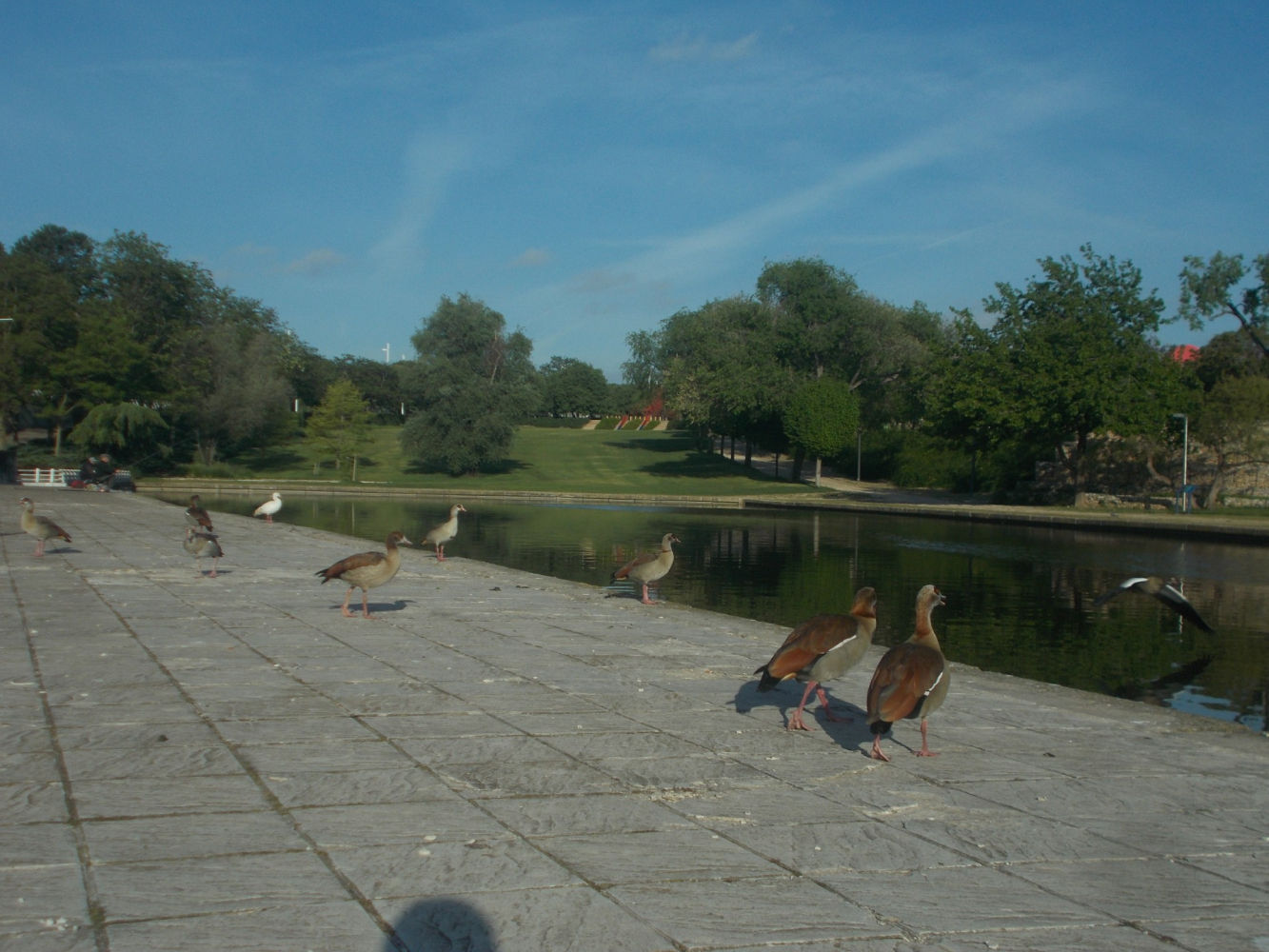 Gansos del Nilo junto al lago del parque Juan Carlos I.