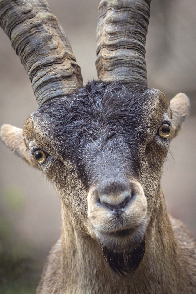 Detalle del rostro de una cabra.