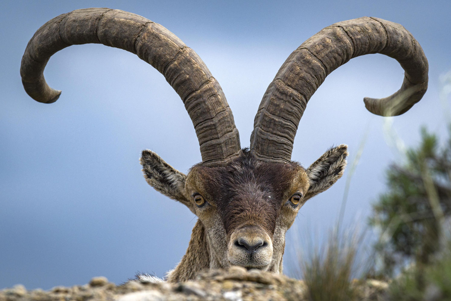Cabra de grandes cuernos.
