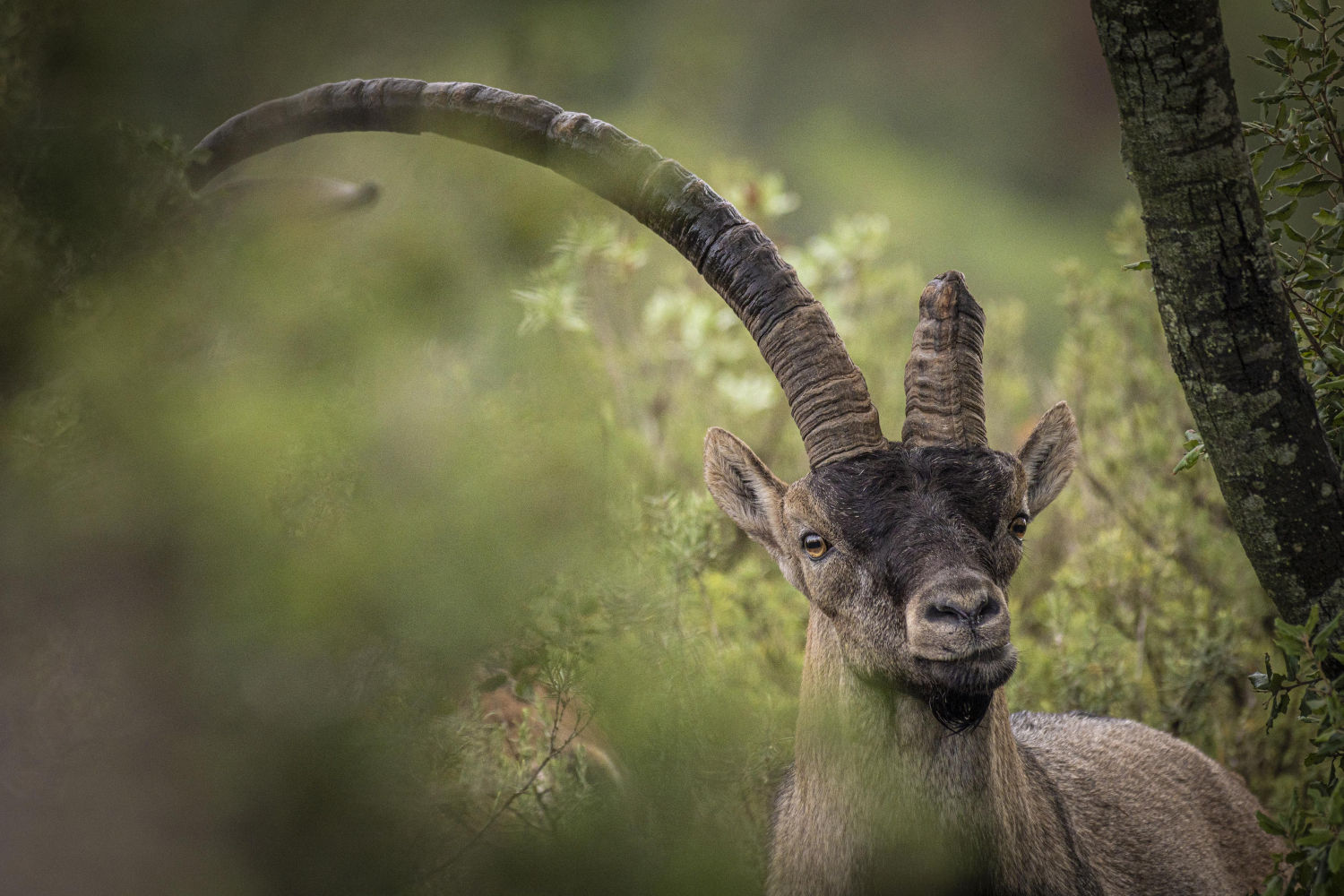 Cabra a la que le falta un cuerno.