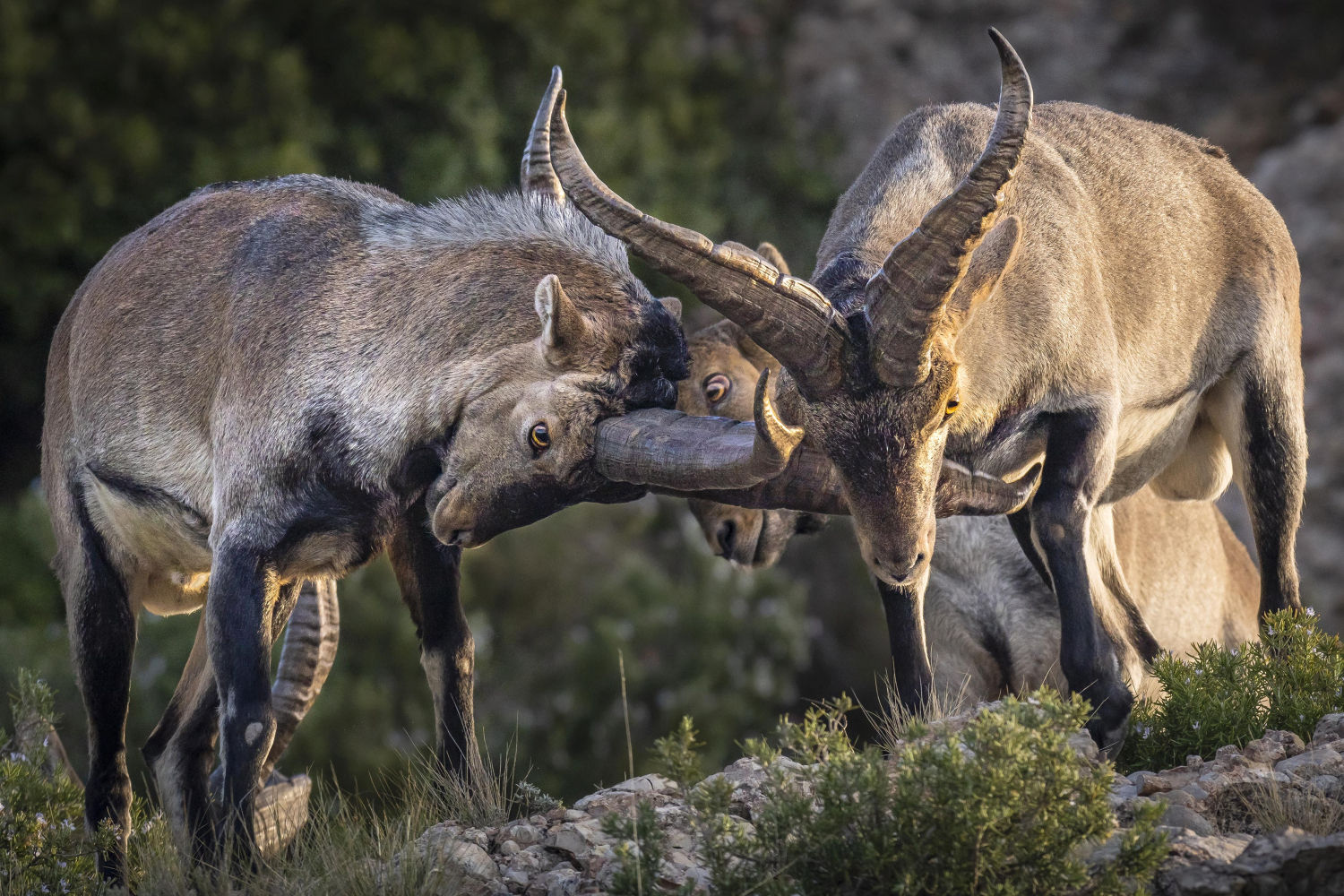 Escena de fauna salvaje en Montserrat.