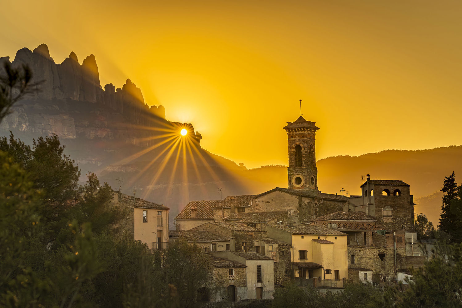 Flor de sol en Castellbell i el Vilar.