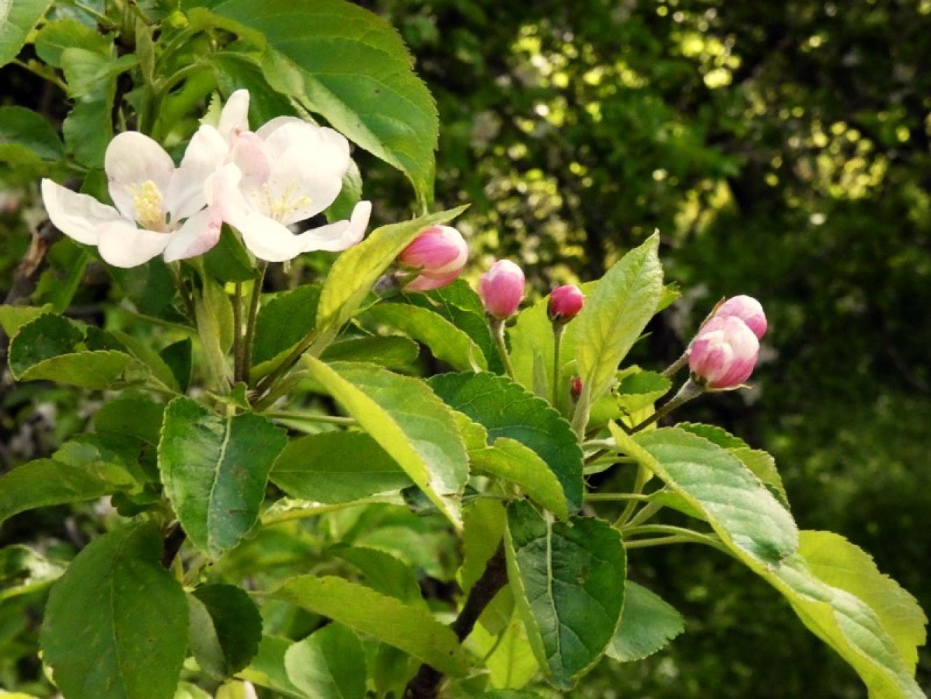 Flores en el entorno del pantano de Santa Fe.