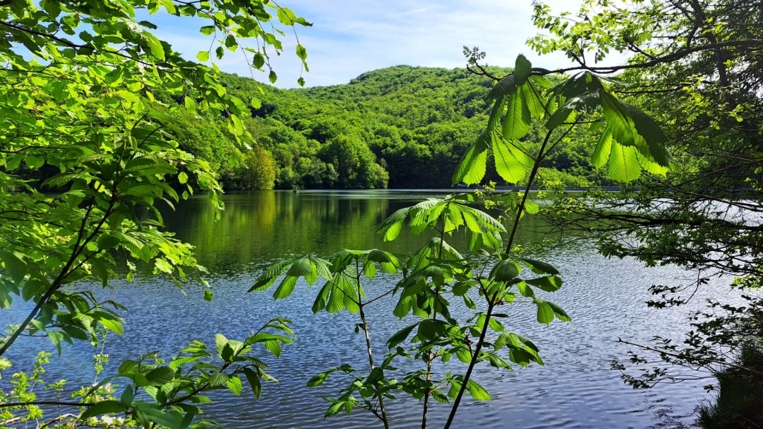 Vegetación del pantano de Santa Fe.