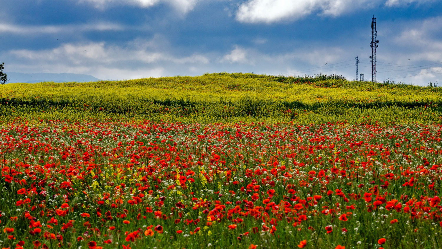 Campo de amapolas rojo contrastado con el cultivo amarillo.