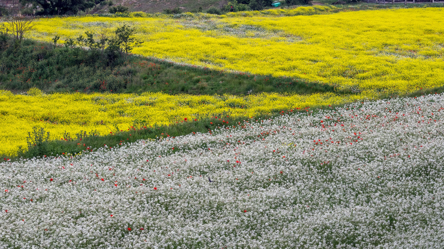 Simbiosis entre el campo de cultivo y el prado de flores.