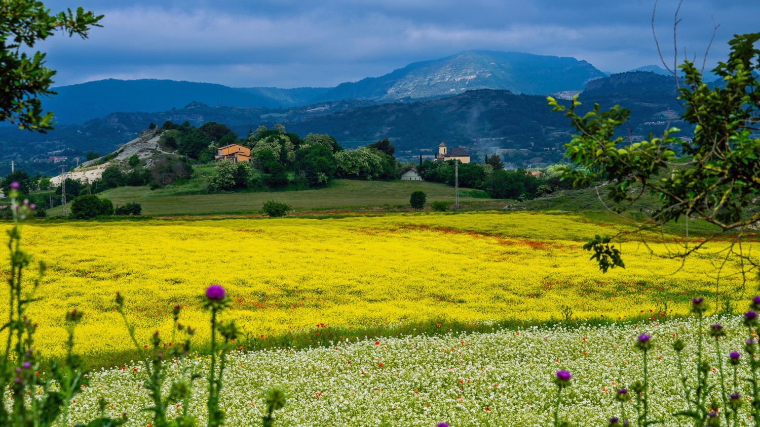 Paisaje de flores y cultivos en Torelló.
