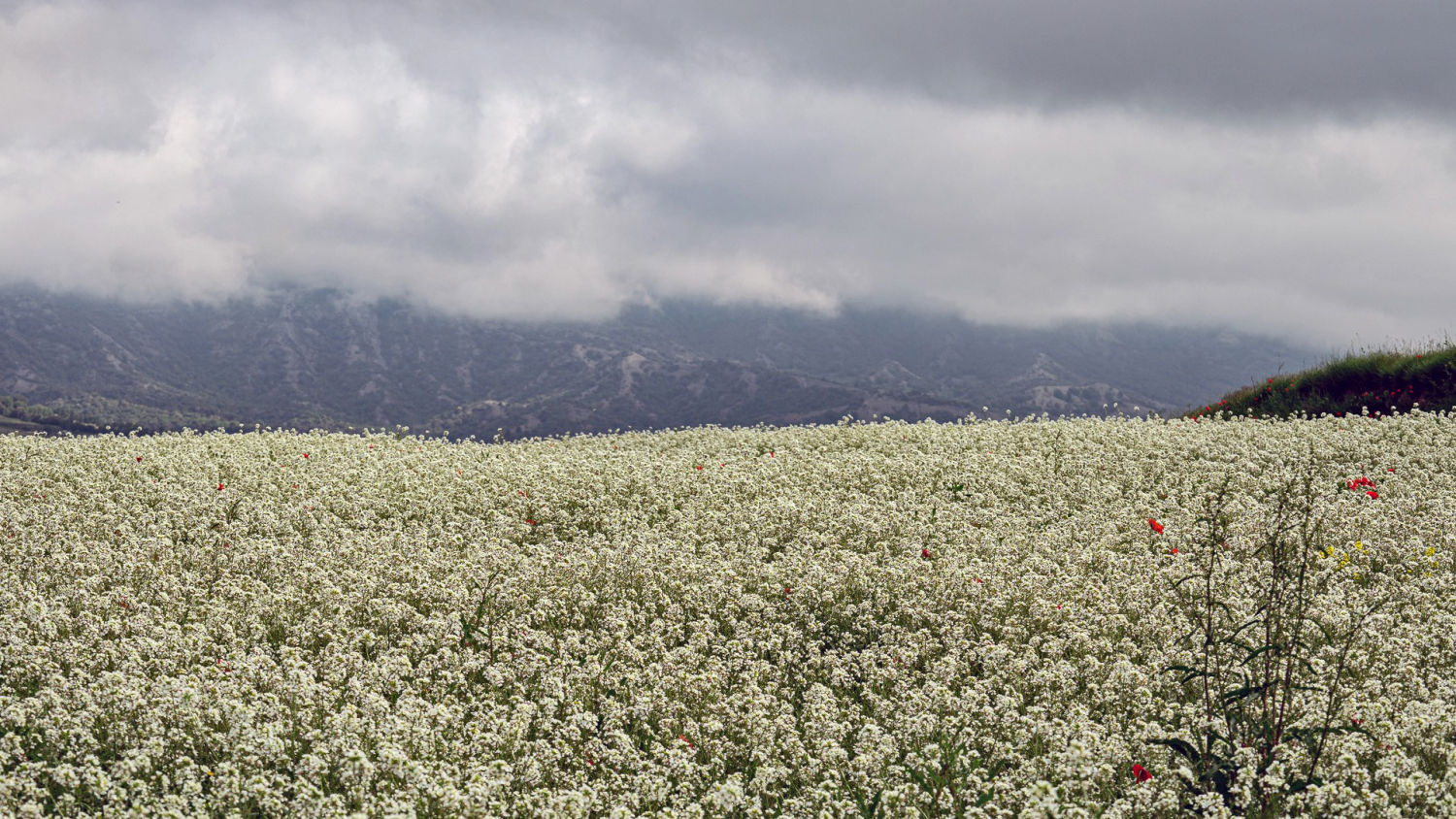 Flores bajo la nieva, en Osona.